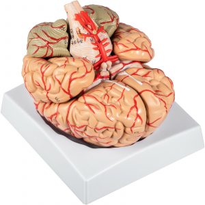 3d brain model